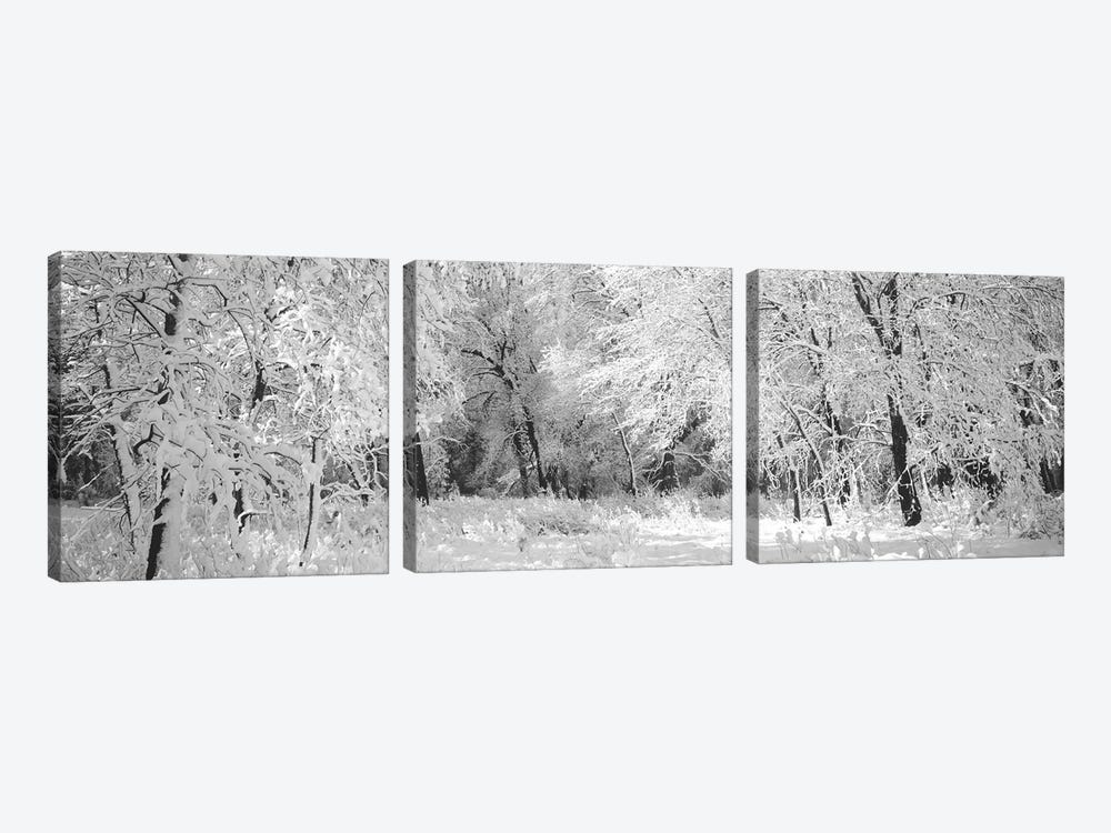 Winter, Forest, Yosemite National Park, California, USA by Panoramic Images 3-piece Canvas Artwork