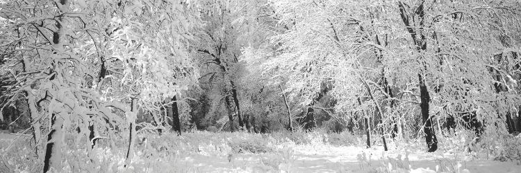 Winter, Forest, Yosemite National Park, California, USA