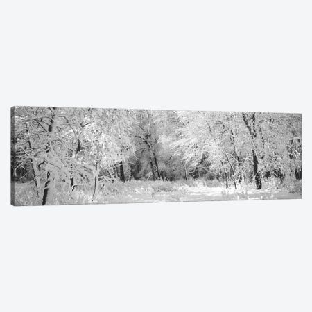Winter, Forest, Yosemite National Park, California, USA Canvas Print #PIM16274} by Panoramic Images Canvas Artwork