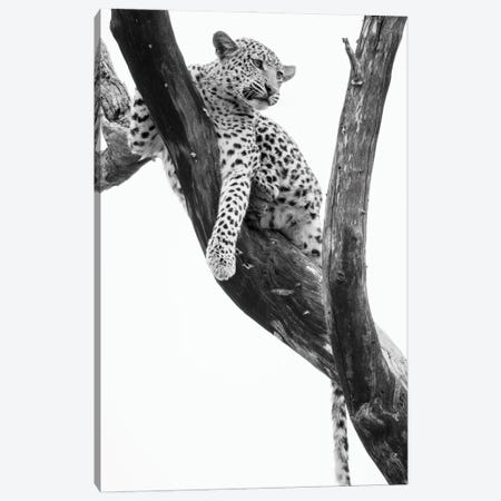 Young Leopard In Tree After Being Chased By Monkeys, Okavango Delta, Botswana Canvas Print #PIM16275} by Panoramic Images Canvas Wall Art