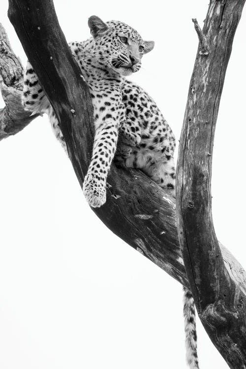 Young Leopard In Tree After Being Chased By Monkeys, Okavango Delta, Botswana