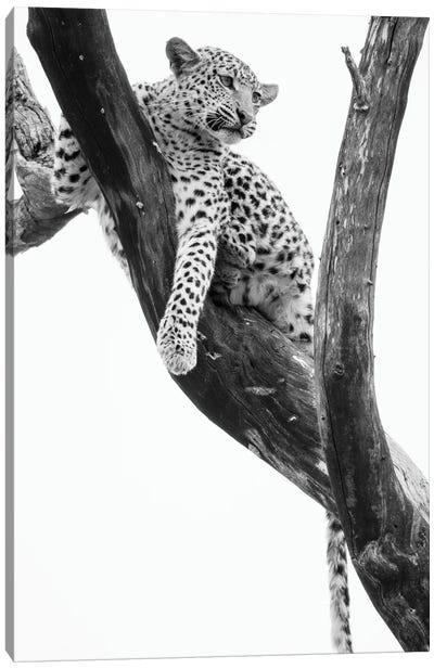 Young Leopard In Tree After Being Chased By Monkeys, Okavango Delta, Botswana Canvas Art Print - Botswana