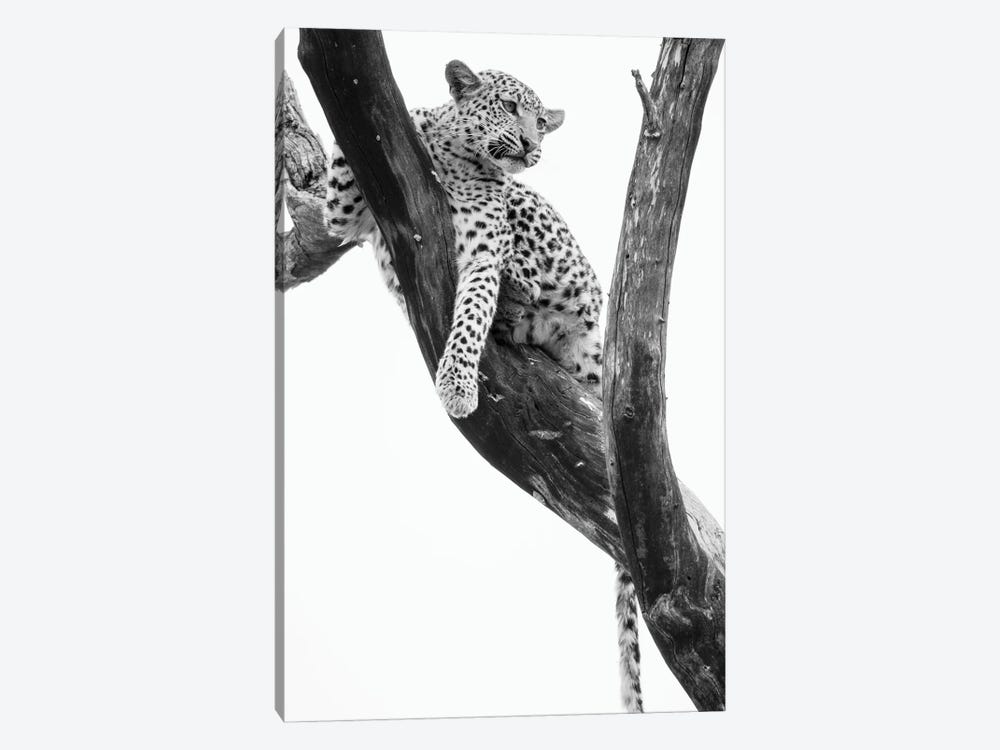 Young Leopard In Tree After Being Chased By Monkeys, Okavango Delta, Botswana by Panoramic Images 1-piece Art Print