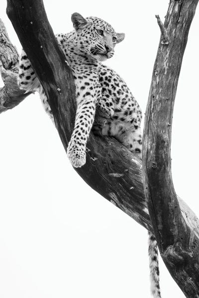 Botswana: Young Leopard In Tree After Being Chased By Monkeys, Okavango Delta, Botswana by Panoramic Images
