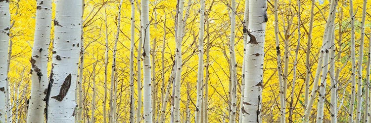 Aspen Trees In The Forest