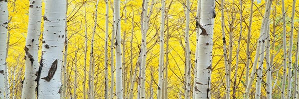 Aspen Trees In The Forest