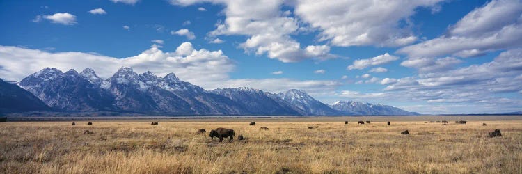 Buffalo In Grand Teton National Park, Wyoming, USA