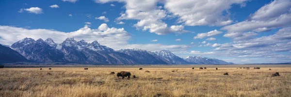 Rocky Mountains: Buffalo In Grand Teton National Park, Wyoming, USA by Panoramic Images