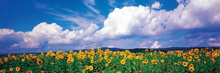 Fields Of Sunflowers, Rudesheim Vicinity, Germany