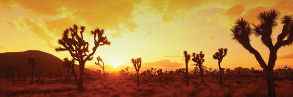 Joshua Tree National Park: Mojave Desert, Joshua Tree National Park, CA USA by Panoramic Images