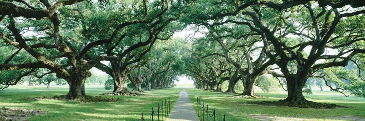 Brick Path Through Alley Of Oak Trees, New Orleans, Louisiana, USA