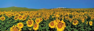 Sunflower Field Andalucia Spain by Panoramic Images framed canvas print