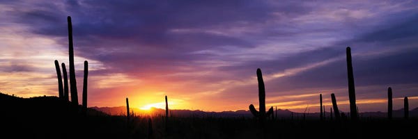 Canvas Print: Desert Sunset Saguaro National Park Arizona by Panoramic Images