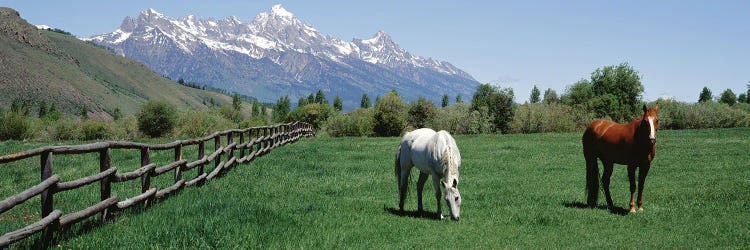 Horses And Teton Range Grand Teton National Park Wyoming