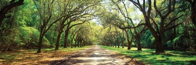 Live Oaks And Spanish Moss Wormsloe State Historic Site Savannah Georgia by Panoramic Images framed canvas print