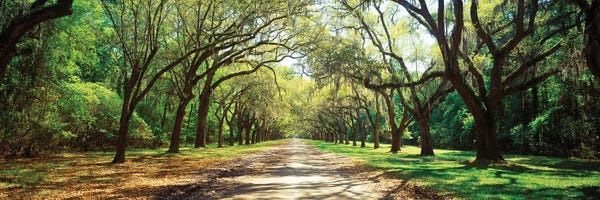 Oak Trees: Live Oaks And Spanish Moss Wormsloe State Historic Site Savannah Georgia by Panoramic Images