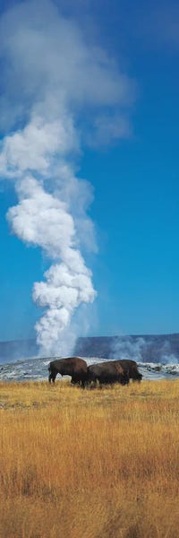 Wyoming: Bison Grazing In Front Of A Geyser, Old Faithful, Yellowstone National Park, Wyoming, USA by Panoramic Images