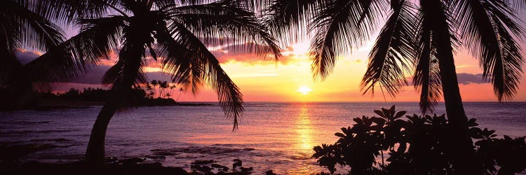 Palm Trees On The Coast, Kohala Coast, Big Island, Hawaii, USA