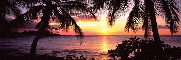 Canvas Print: Palm Trees On The Coast, Kohala Coast, Big Island, Hawaii, USA by Panoramic Images