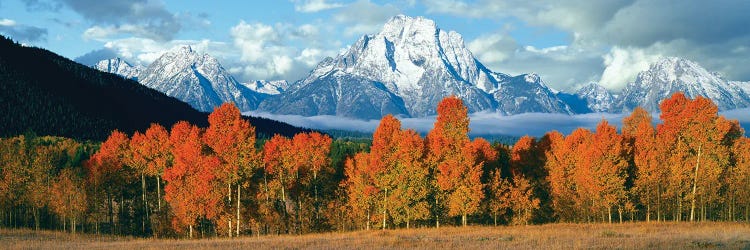 Trees In A Forest With Snowcapped Mountains, Teton Range, Oxbow Bend, Grand Teton National Park, Wyoming, USA by Panoramic Images wall art