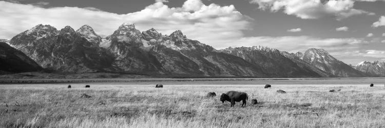 Buffalo In Grand Teton National Park Wy USA I