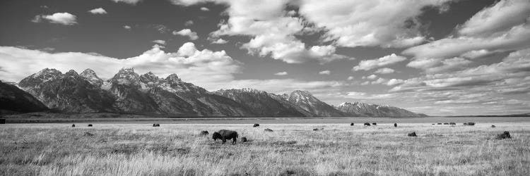 Buffalo In Grand Teton National Park Wy USA II