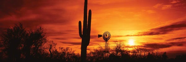 Canvas Print: USA, Arizona, Sonoran Desert, Sunset by Panoramic Images
