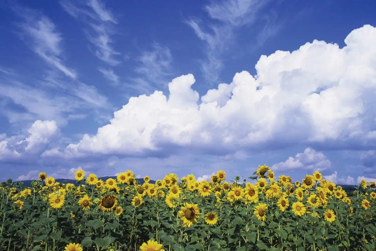 Sunflowers In A Field, Rudesheim, Germany