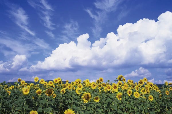 Fine Art Print: Sunflowers In A Field, Rudesheim, Germany by Panoramic Images