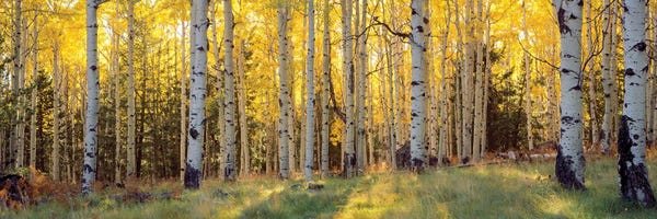 Nature Lover: Aspens, Coconino National Forest, Arizona, USA by Panoramic Images