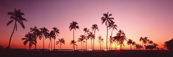 Canvas Print: Sunset Palm Trees Oahu Island Hi USA by Panoramic Images