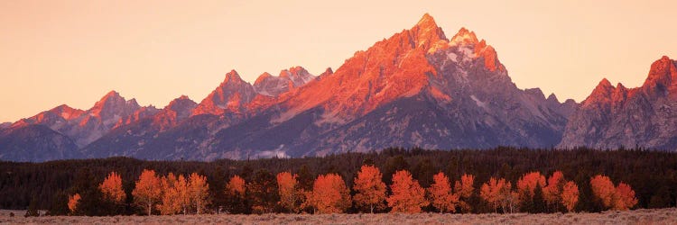 Aspens, Teton Range, Grand Teton National Park, Wyoming, USA