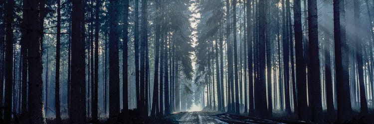 Misty Light Through The Trees, Titisee, Germany, Europe