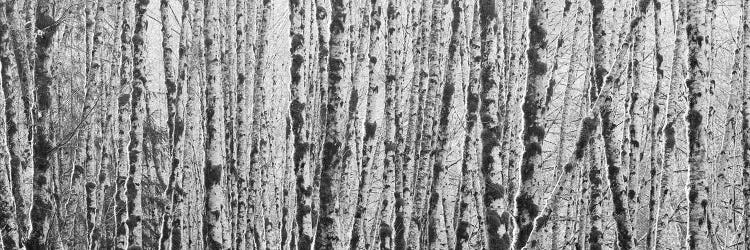 Grove Of Red Alders, Olympic National Park, WA, USA