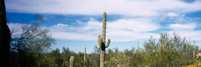 Desert Landscape, Organ Pipe Cactus National Monument, Arizona, USA by Panoramic Images canvas print