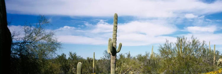 Desert Landscape, Organ Pipe Cactus National Monument, Arizona, USA