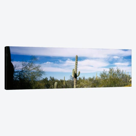Desert Landscape, Organ Pipe Cactus National Monument, Arizona, USA Canvas Print #PIM1729} by Panoramic Images Canvas Wall Art