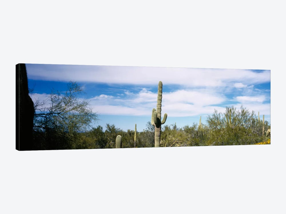Desert Landscape, Organ Pipe Cactus National Monument, Arizona, USA by Panoramic Images 1-piece Canvas Wall Art