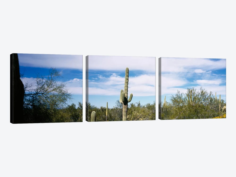 Desert Landscape, Organ Pipe Cactus National Monument, Arizona, USA by Panoramic Images 3-piece Canvas Wall Art