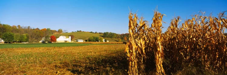 Corn Field During Harvest, Ohio, USA