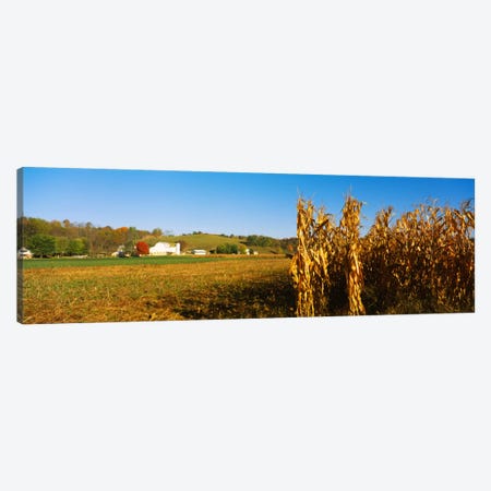 Corn Field During Harvest, Ohio, USA Canvas Print #PIM173} by Panoramic Images Canvas Art