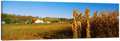 Corn Field During Harvest, Ohio, USA Canvas Art Print - Corn Art