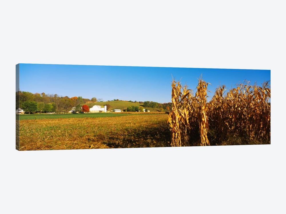 Corn Field During Harvest, Ohio, USA by Panoramic Images 1-piece Art Print