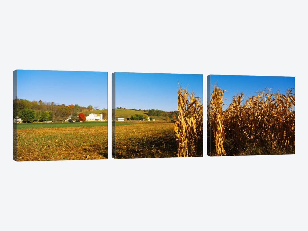 Corn Field During Harvest, Ohio, USA by Panoramic Images 3-piece Canvas Art Print