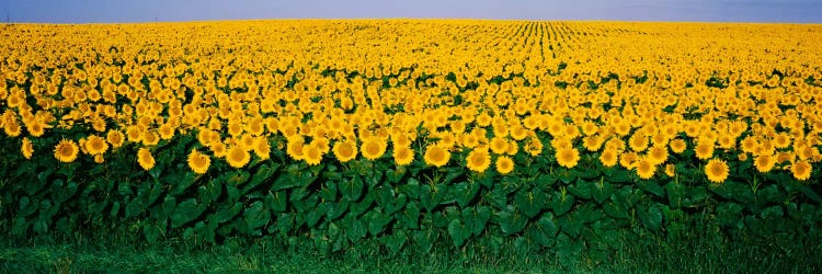 Sunflower Field, Maryland, USA