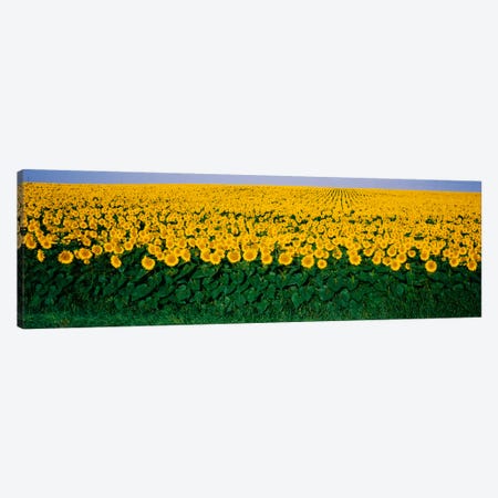 Sunflower Field, Maryland, USA Canvas Print #PIM1745} by Panoramic Images Canvas Art Print