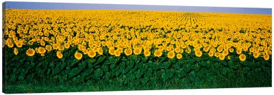 Sunflower Field, Maryland, USA Canvas Art Print - Maryland Art