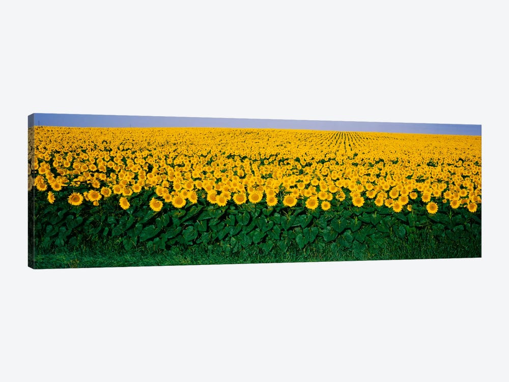 Sunflower Field, Maryland, USA by Panoramic Images 1-piece Canvas Artwork