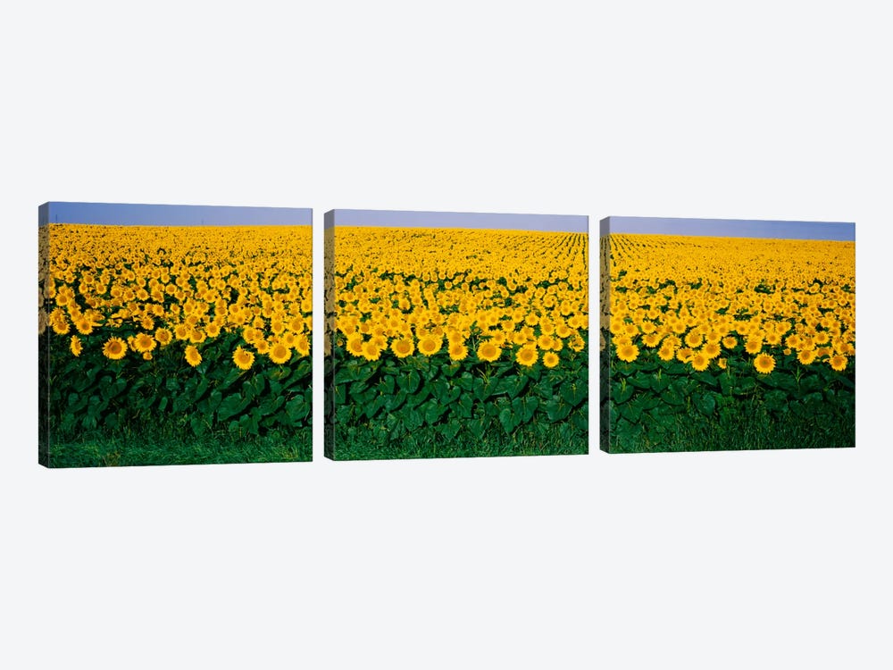 Sunflower Field, Maryland, USA by Panoramic Images 3-piece Canvas Artwork