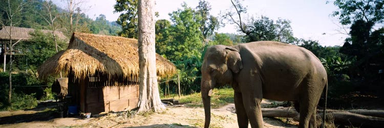 Elephant standing outside a hut in a village, Chiang Mai, Thailand